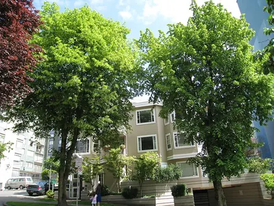 American basswood