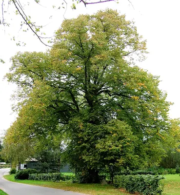 Common Lime
