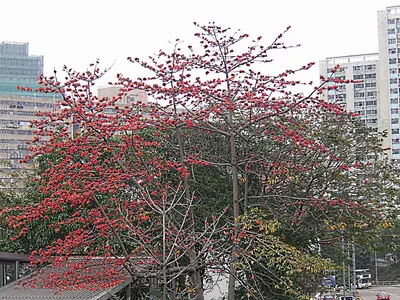 Kapok