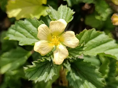 Threelobe false mallow