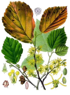 American witchhazel