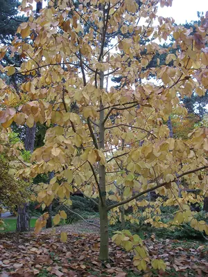 Magnolia sprengeri