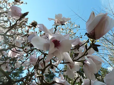 Sargent's magnolia