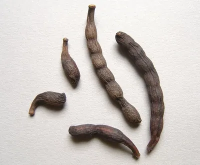 Ethiopian pepper