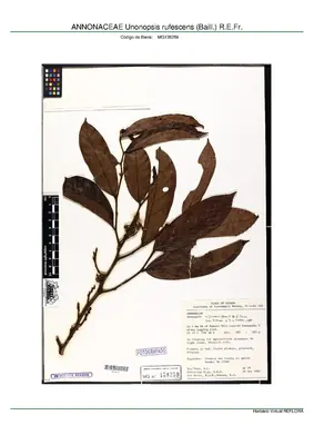 Unonopsis rufescens