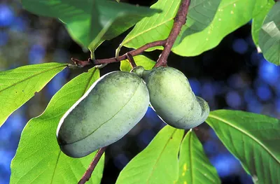 Indian-banana