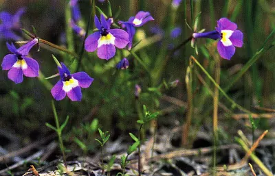 Doublehorn calicoflower