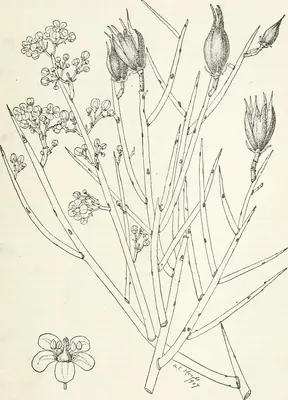 Crucifixion thorn