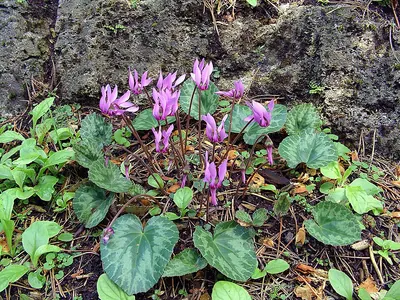 European Cyclamen
