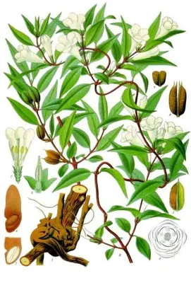 Yellow jessamine