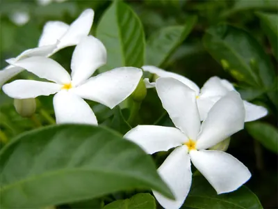 Pinwheelflower