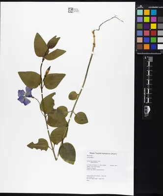 Greater Periwinkle