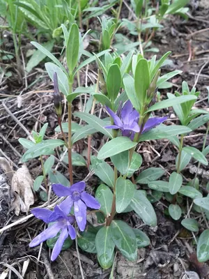 Herbaceous periwinkle