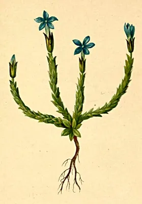 Pygmy gentian