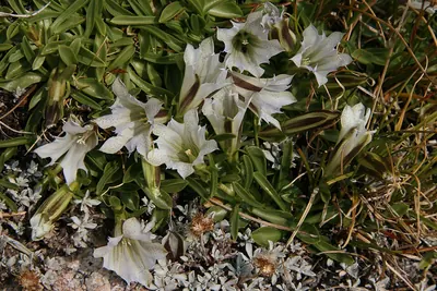 Whitish gentian