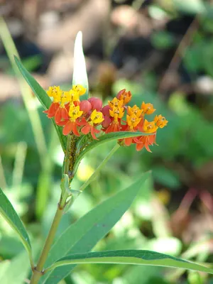 Bloodflower