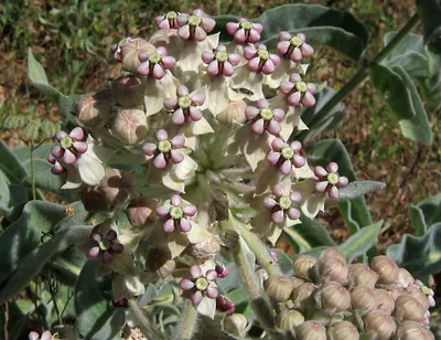 Woollypod milkweed