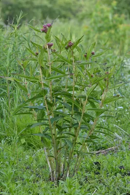 Swamp milkweed