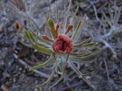 Cobwebby Indian paintbrush