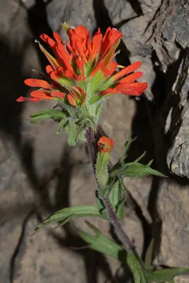 Harsh Indian paintbrush