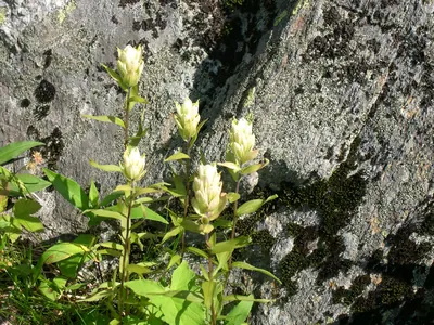 Labrador Indian paintbrush