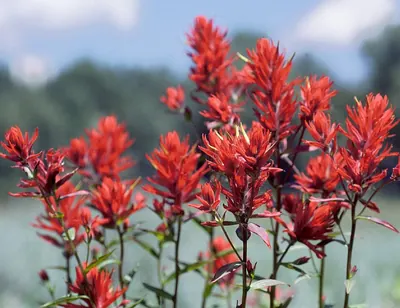 Wyoming Indian paintbrush