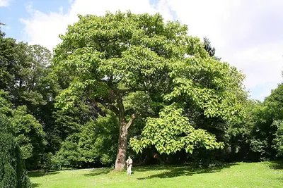 Princesstree