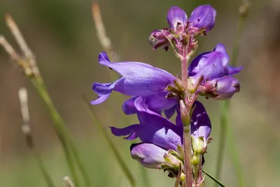 Mt. Graham beardtongue