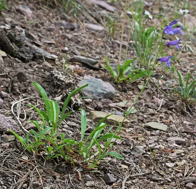 Smooth penstemon