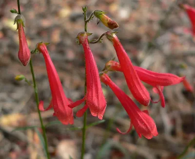Bridge penstemon