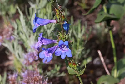 Wasatch beardtongue