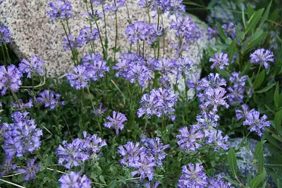 Rydberg's penstemon