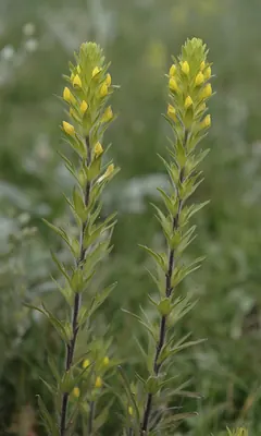 Yellow Owl-clover