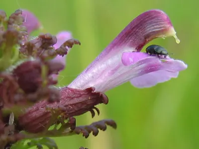 European purple lousewort