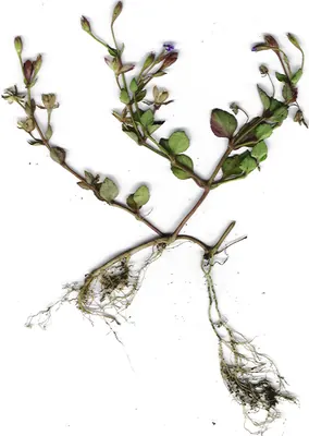 Torenia crustacea