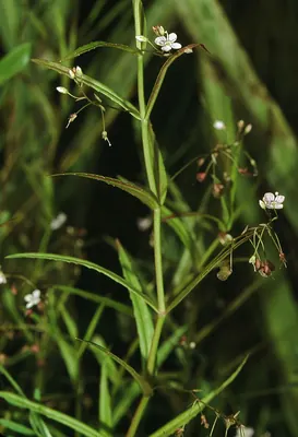 Marsh speedwell