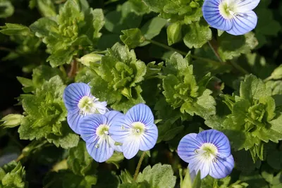Large field Speedwell