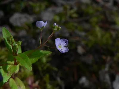 American Speedwell