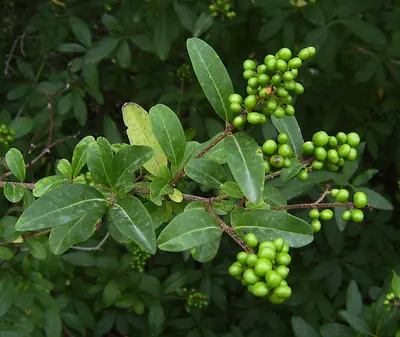 Wild Privet