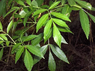 Carolina ash