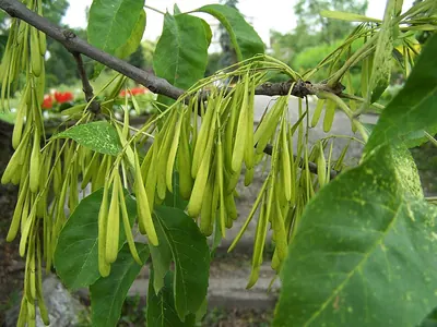 Green ash