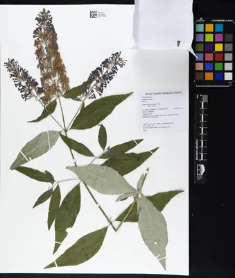 Butterfly-bush