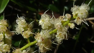 Myrcia guianensis