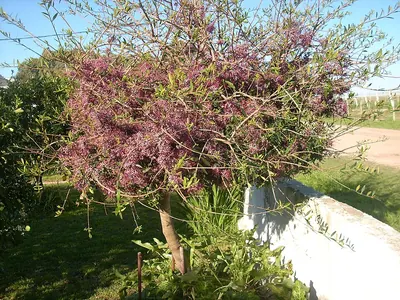 Myrrhinium atropurpureum
