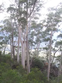 Eucalyptus oreades