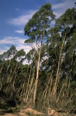 Eucalyptus paliformis