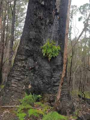 Messmate Stringybark