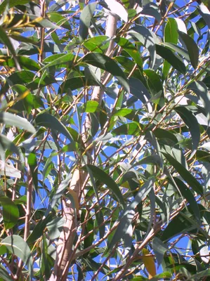 Eucalyptus dendromorpha