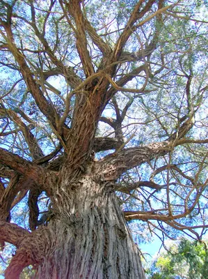 Blue-leaf stringybark