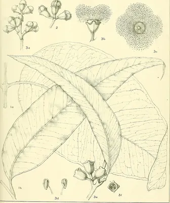 Eucalyptus tetrodonta